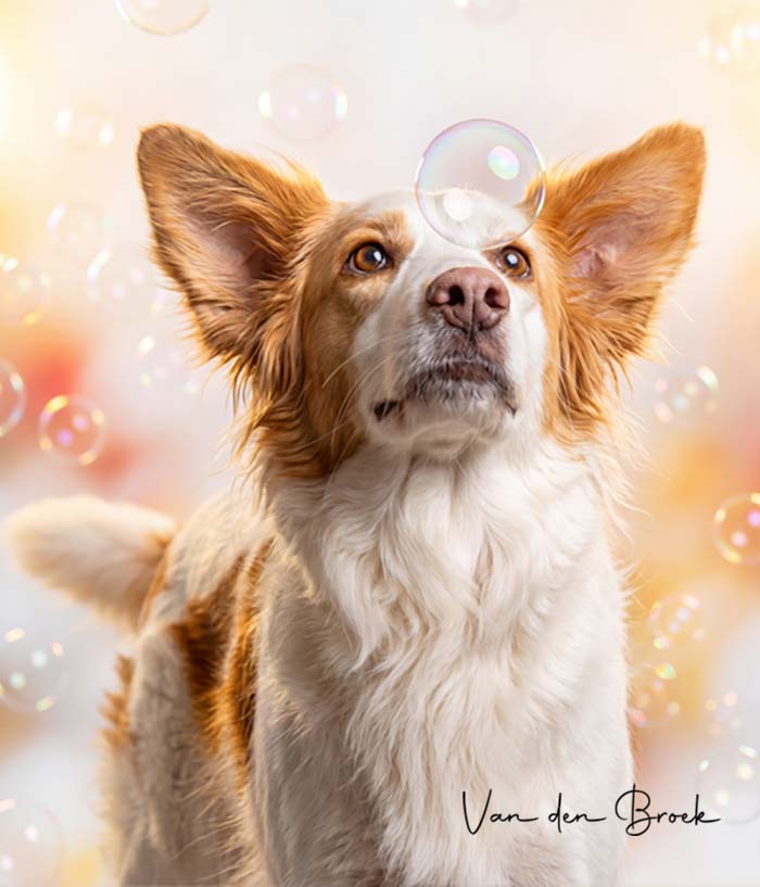 KI Hundeportrait aus Handyfoto – Ergebnis Pet-AI Magie Kurs
