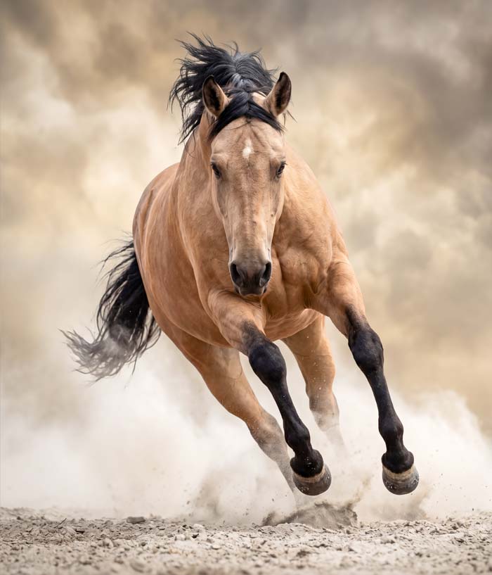 KI Tierportrait Pferd – druckfertig aus Handyfoto